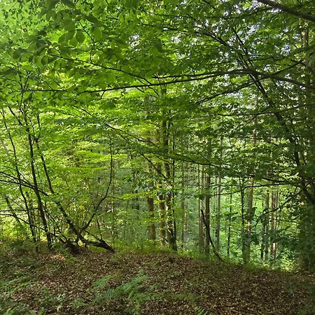 Hébergement de vacances Haus Im Wald Loka pri Zusmu