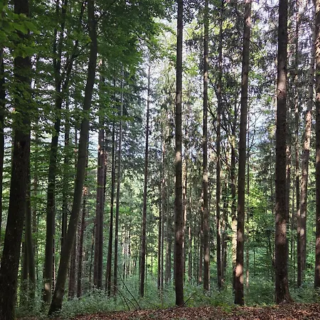 Hébergement de vacances Haus Im Wald Loka pri Zusmu