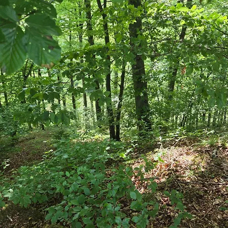 Haus Im Wald Hébergement de vacances *